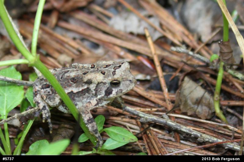 True Toads