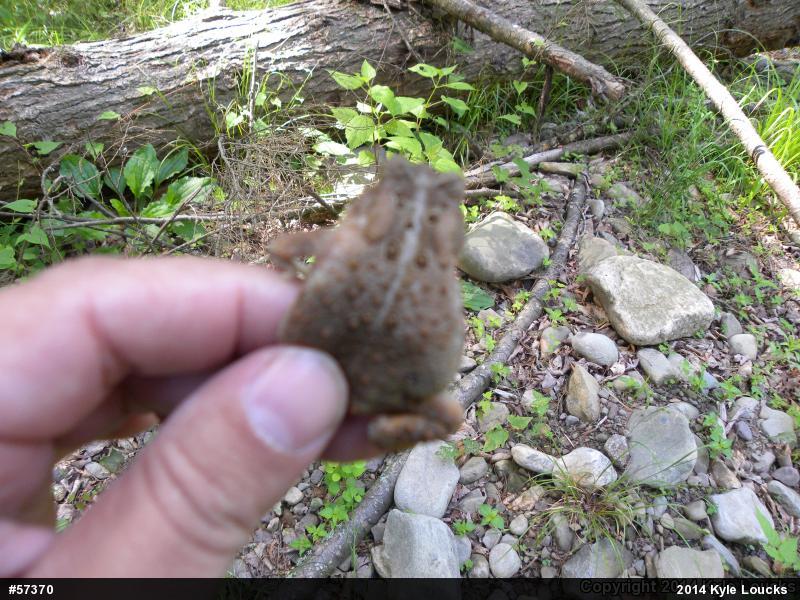 Eastern American Toad