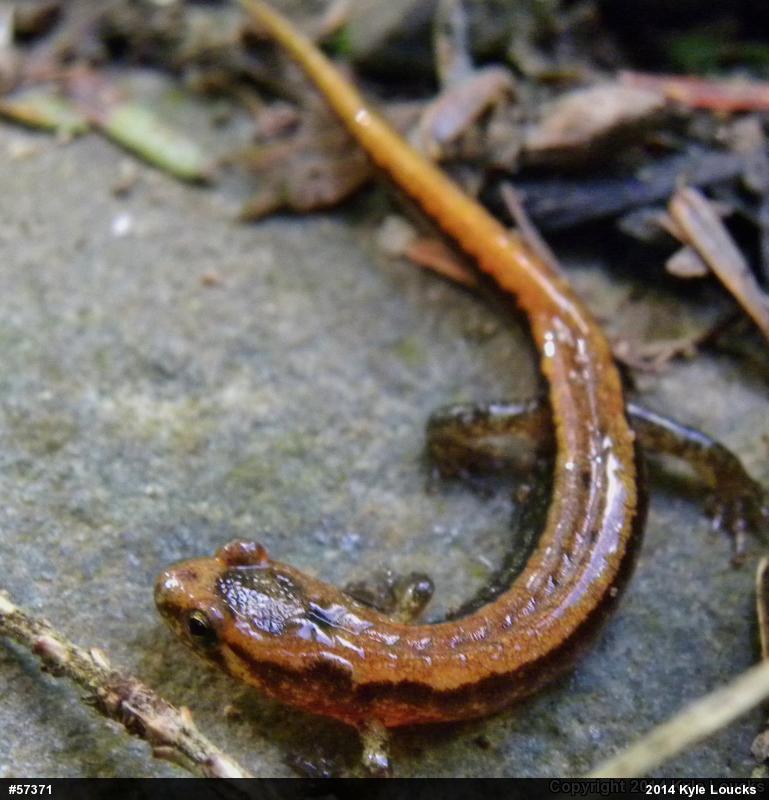 Allegheny Mountain Dusky Salamander