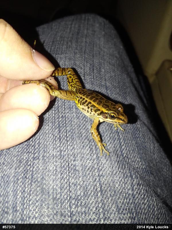 Pickerel Frog