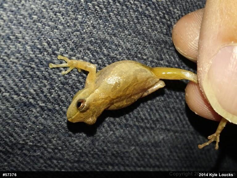 Spring Peeper