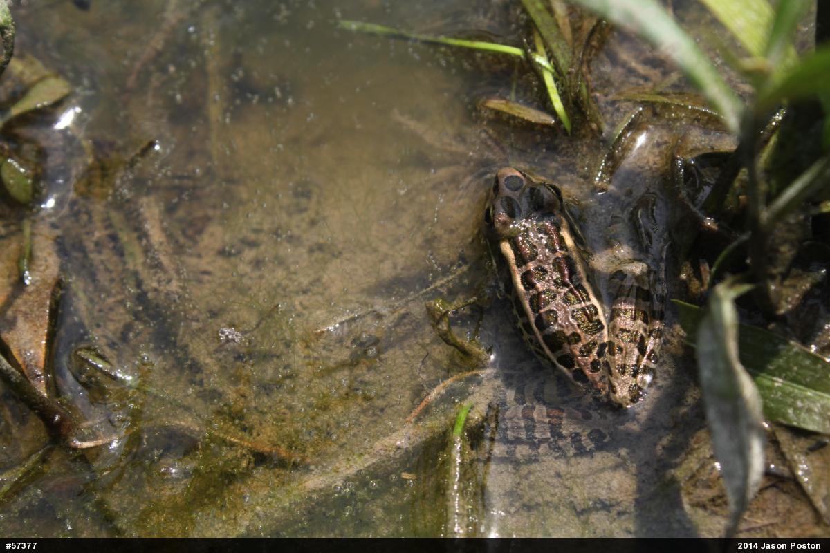 Pickerel Frog