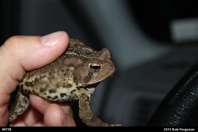 Eastern American Toad