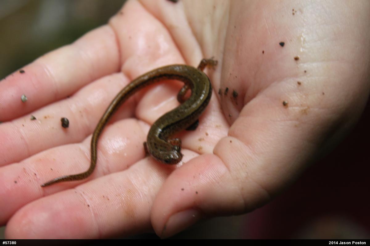 Northern Two-lined Salamander