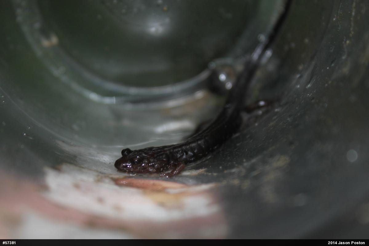 Allegheny Mountain Dusky Salamander
