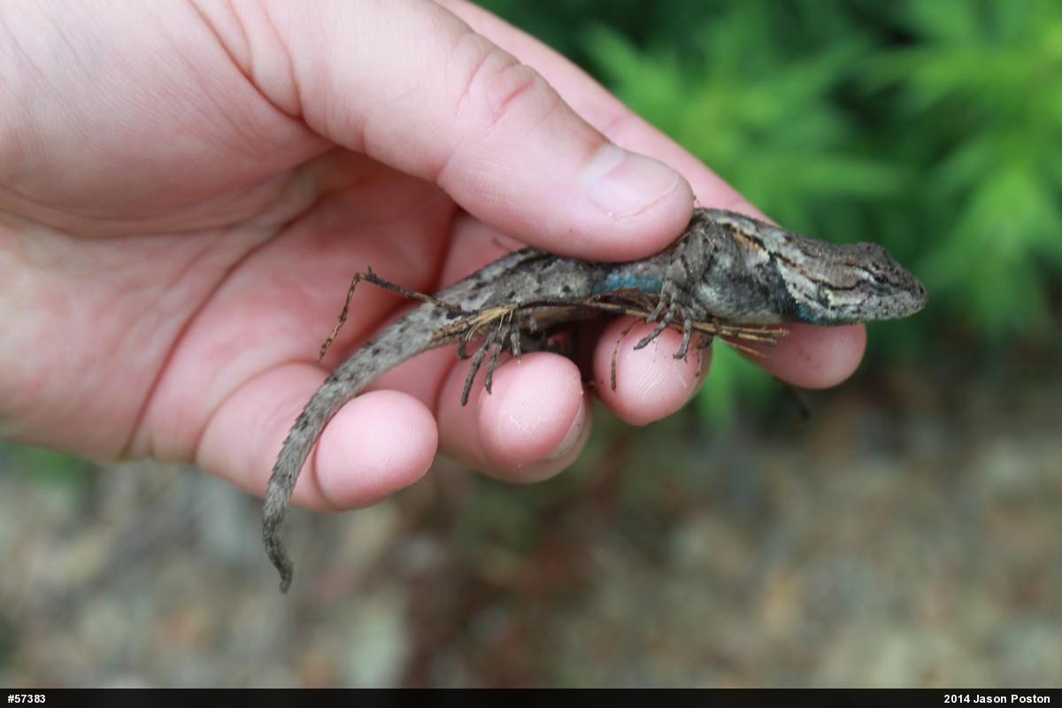Eastern Fence Lizard