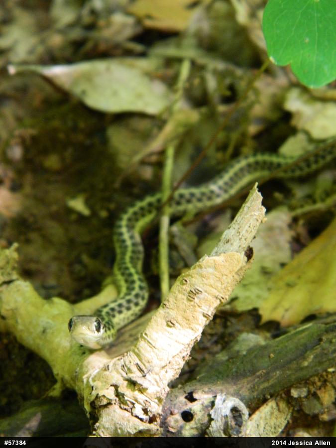Eastern Gartersnake