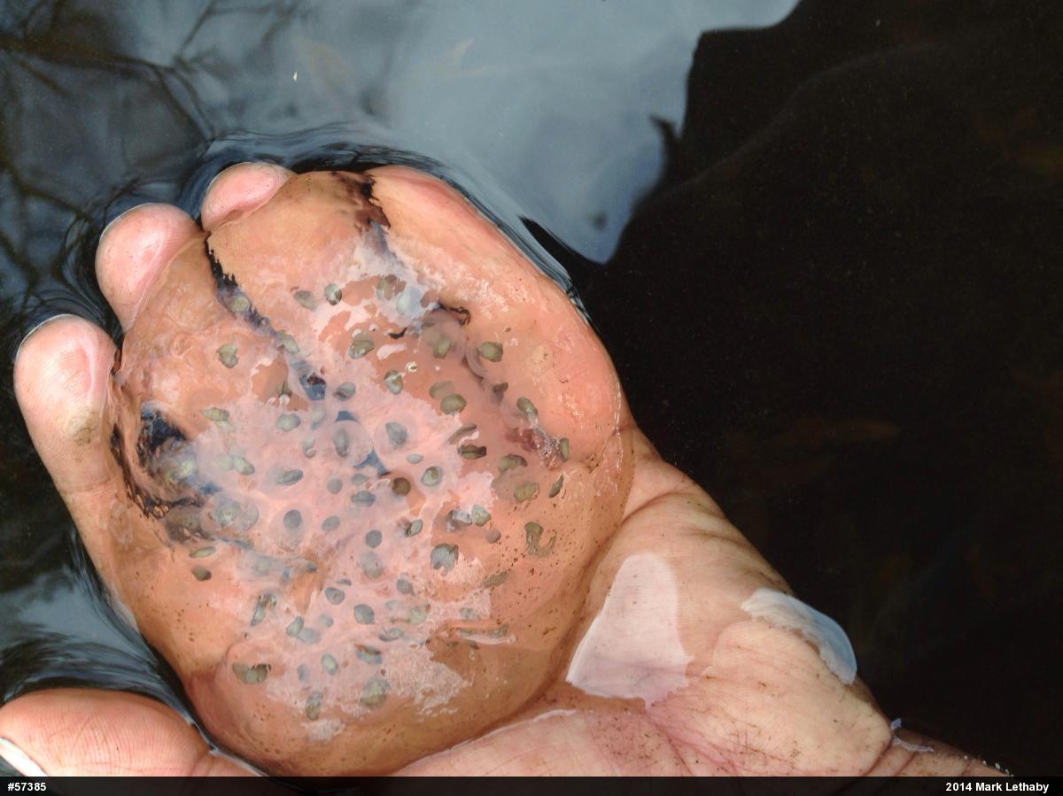 Spotted Salamander