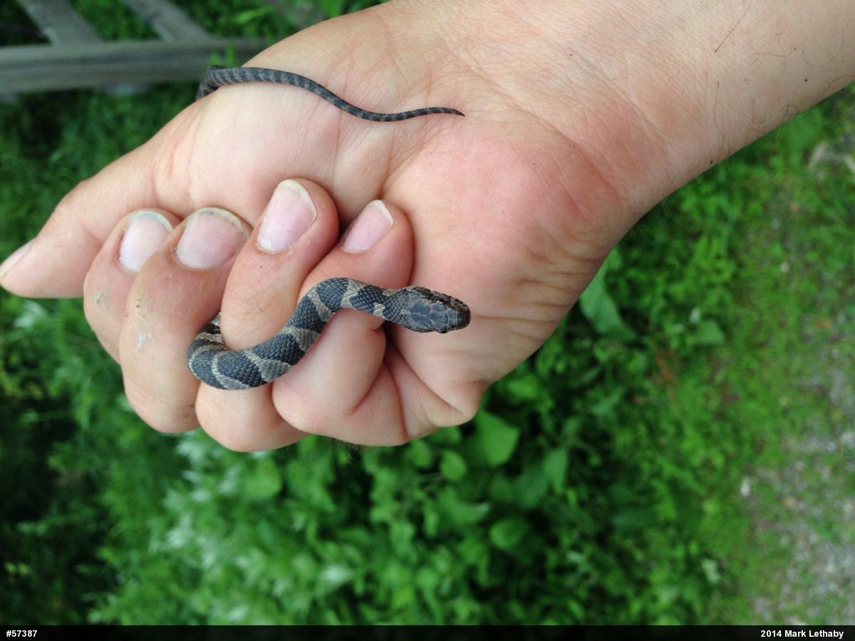 Northern Watersnake
