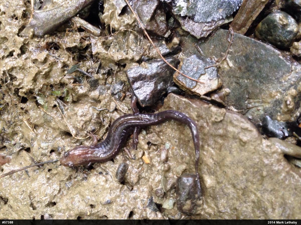 Allegheny Mountain Dusky Salamander
