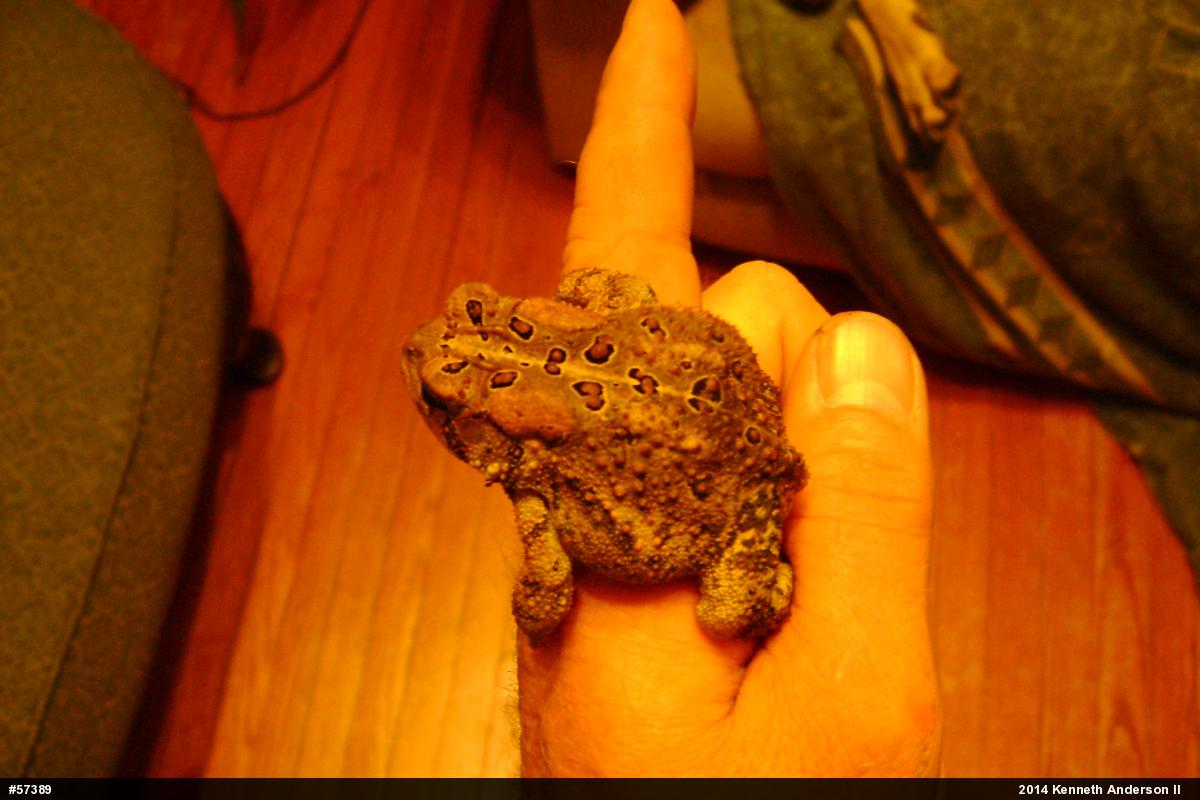 Eastern American Toad