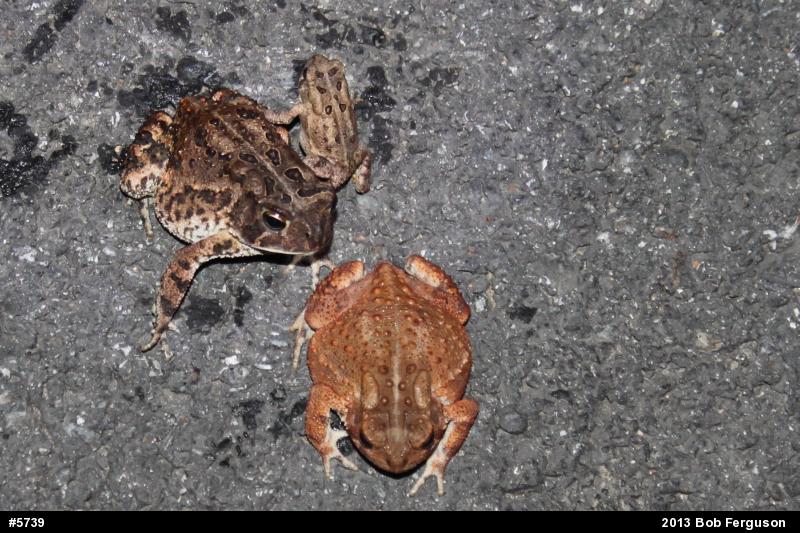 Eastern American Toad