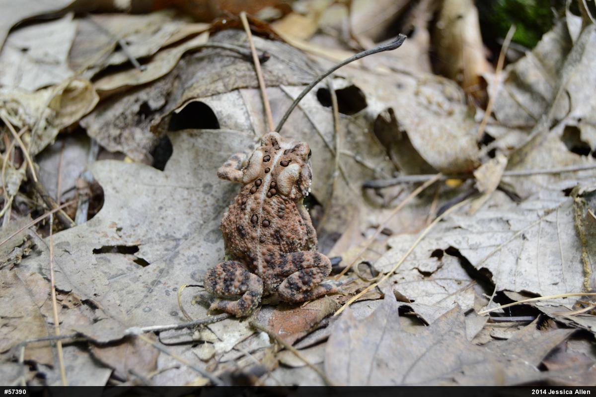 Eastern American Toad