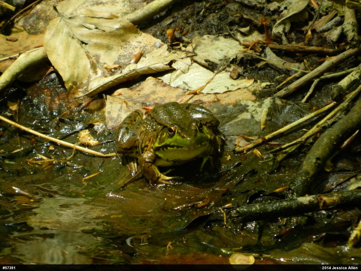Green Frog