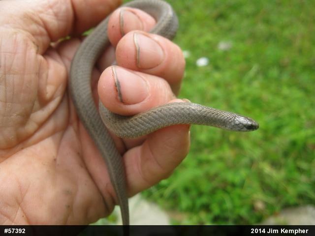 Mountain Earthsnake