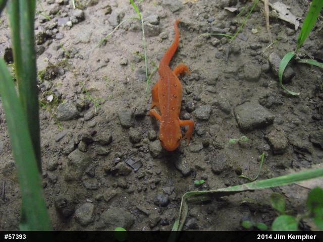 Red-spotted Newt