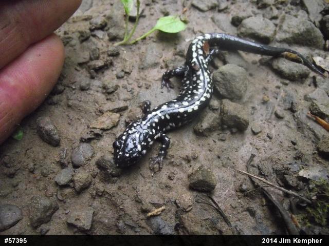 Northern Slimy Salamander
