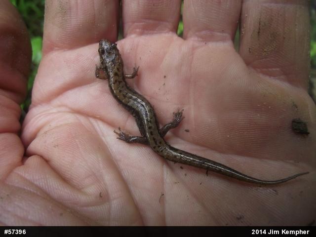 Allegheny Mountain Dusky Salamander