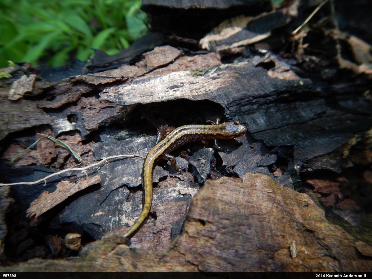 Allegheny Mountain Dusky Salamander