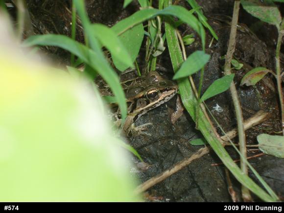 Pickerel Frog