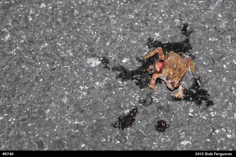 Eastern American Toad