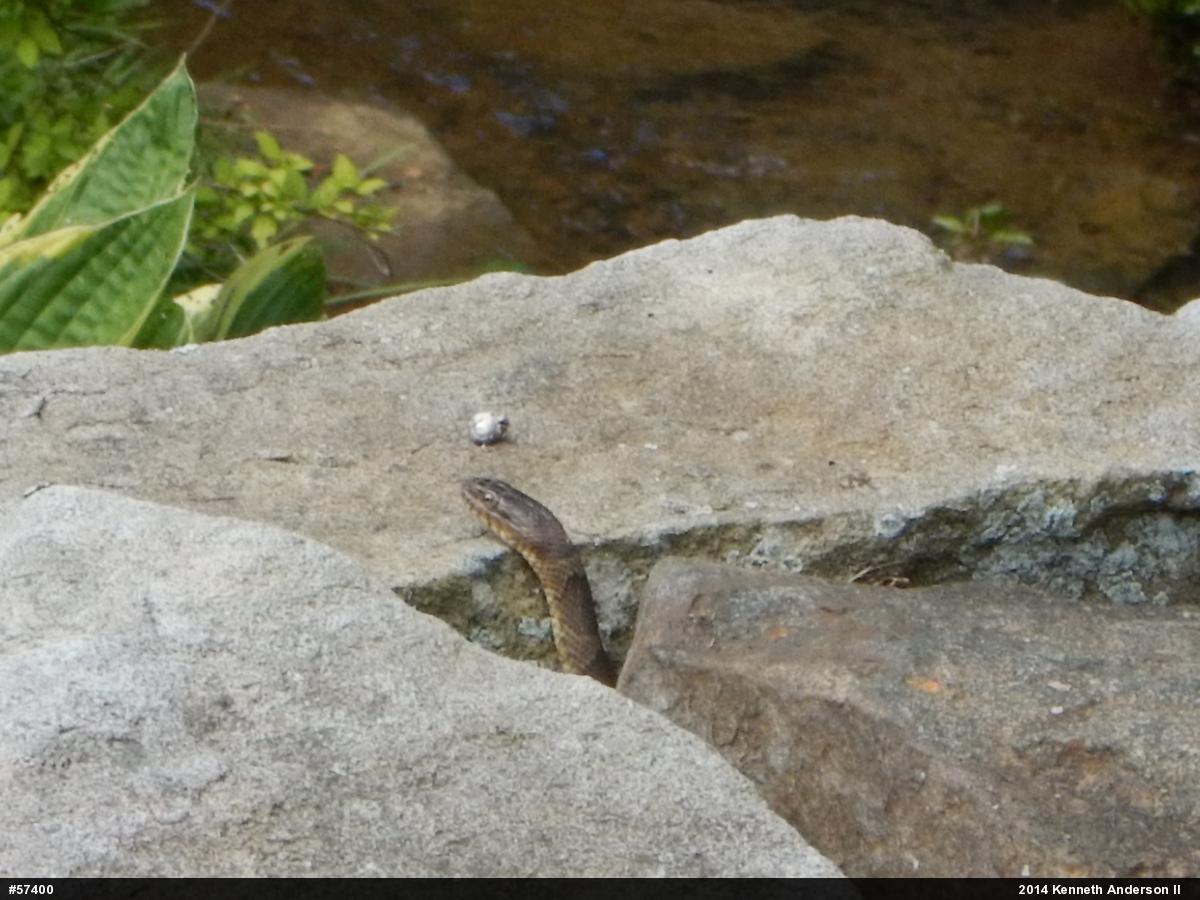 Northern Watersnake