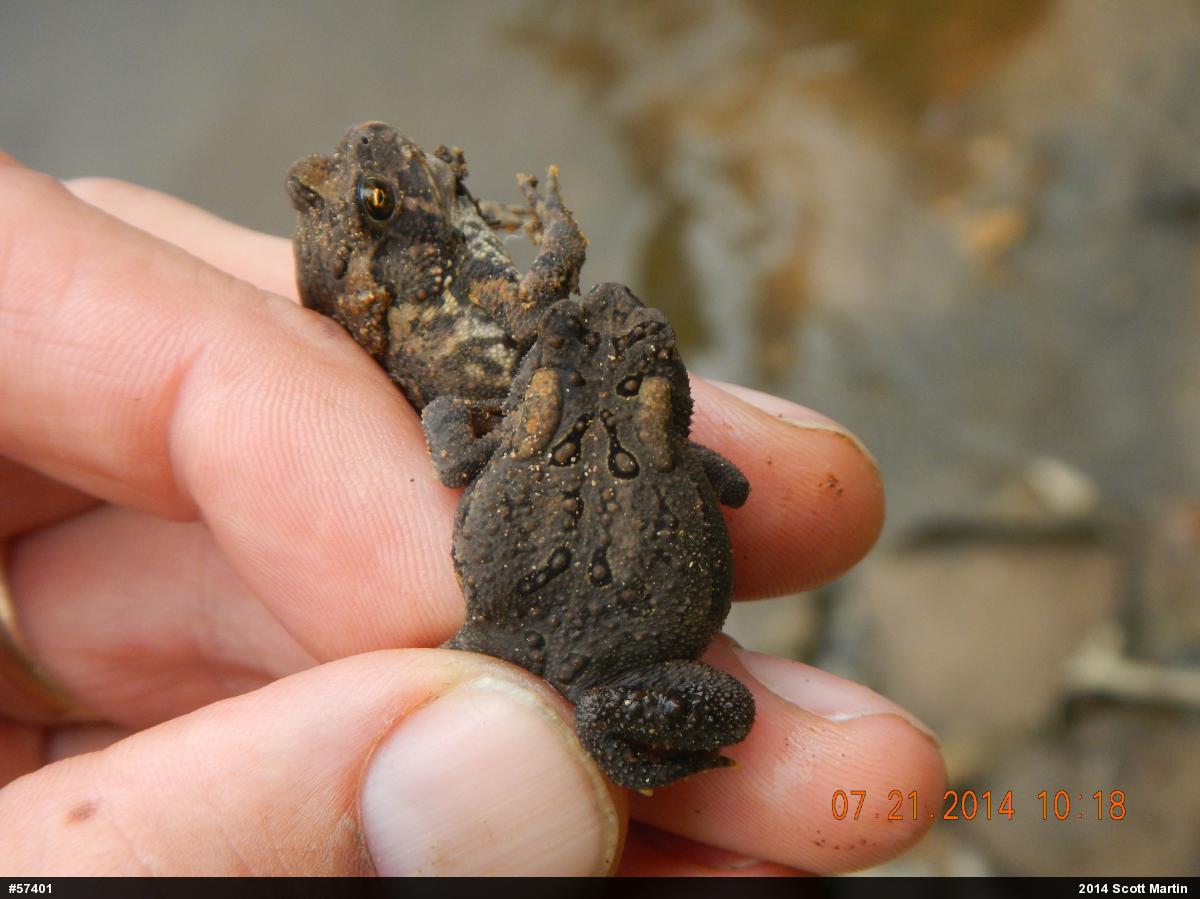 Eastern American Toad