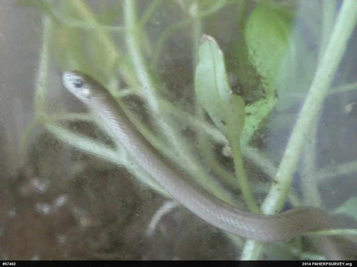 Mountain Earthsnake