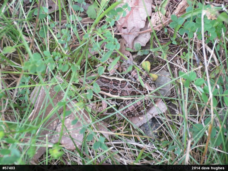 Pickerel Frog