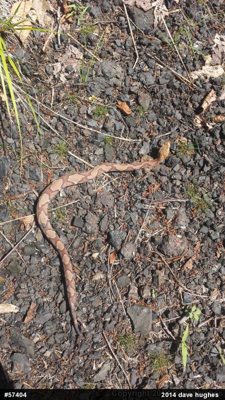 Northern Copperhead