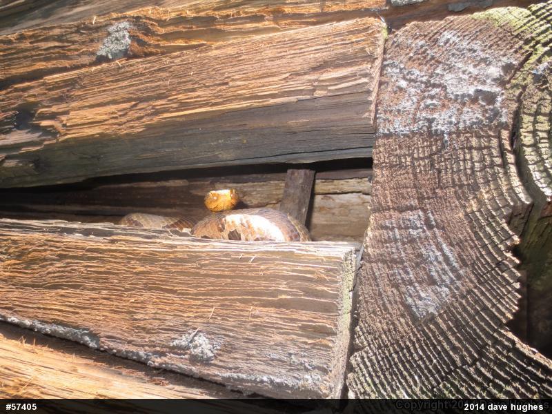 Northern Copperhead