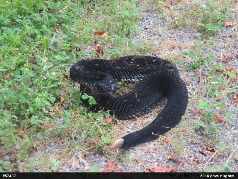 Timber Rattlesnake