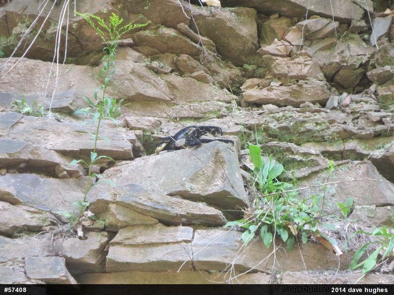 Timber Rattlesnake