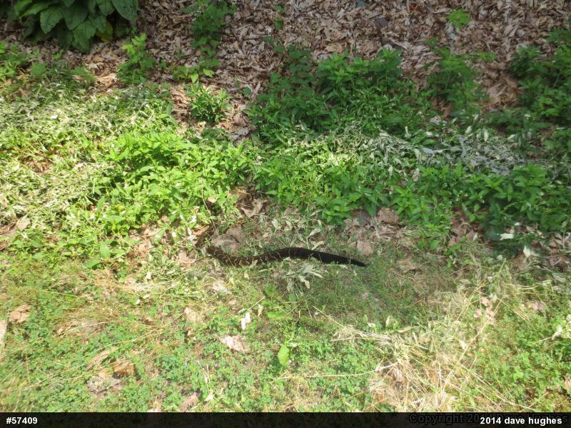 Timber Rattlesnake
