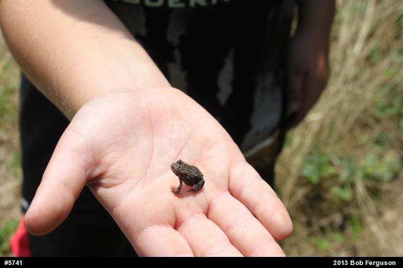 True Toads