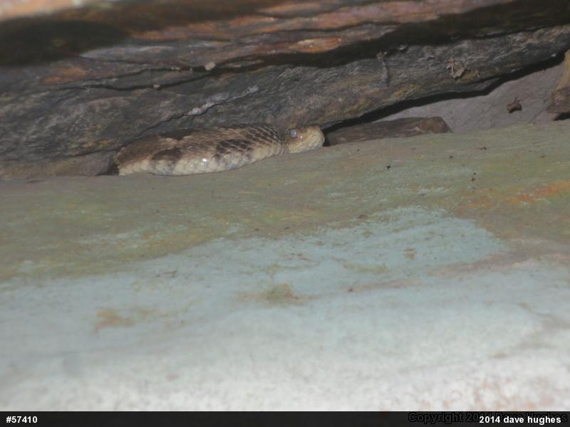 Timber Rattlesnake