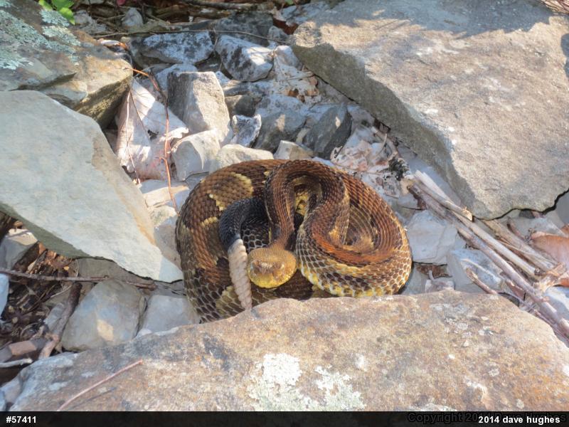 Timber Rattlesnake
