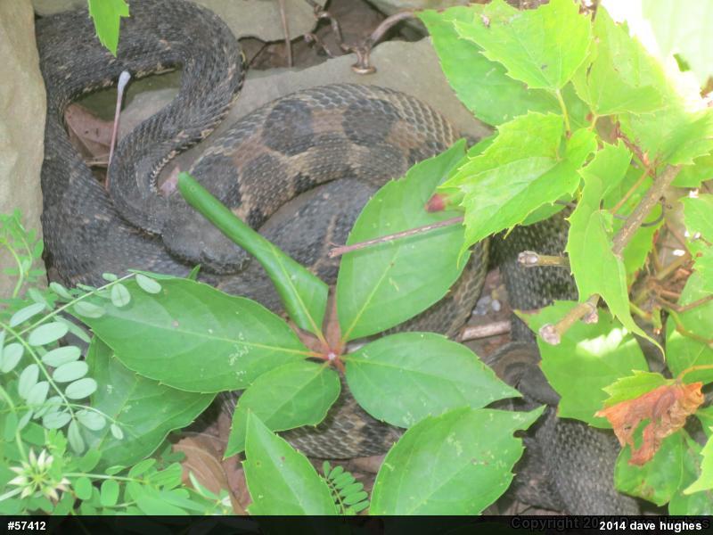 Timber Rattlesnake