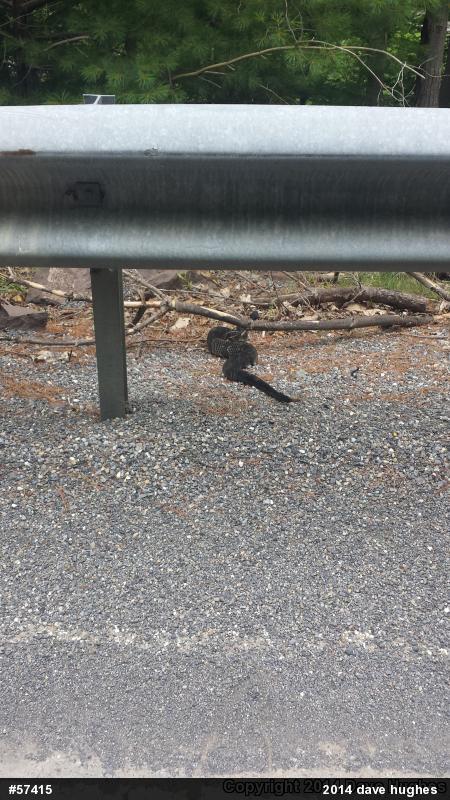 Timber Rattlesnake