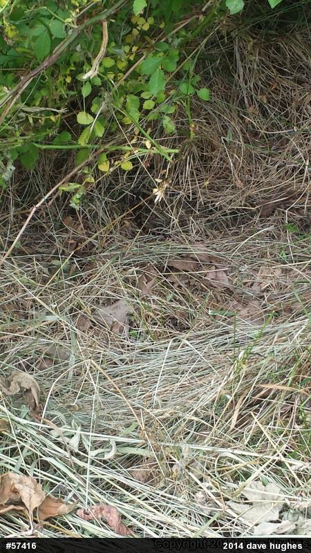 Eastern Milksnake