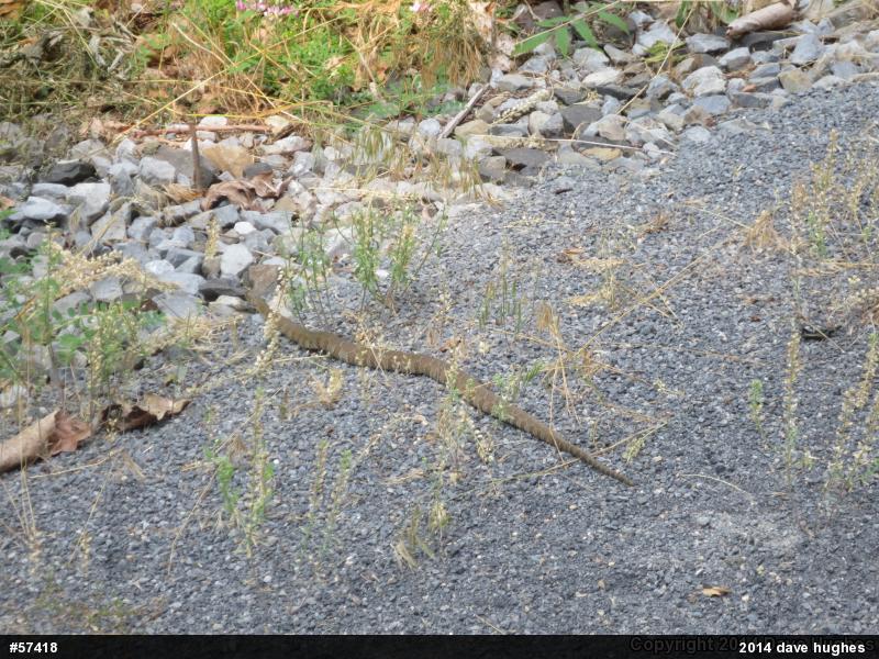 Northern Watersnake