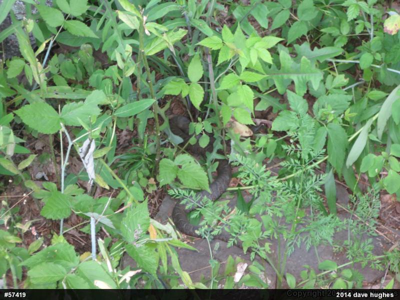 Northern Watersnake