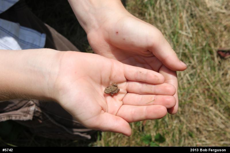 True Toads