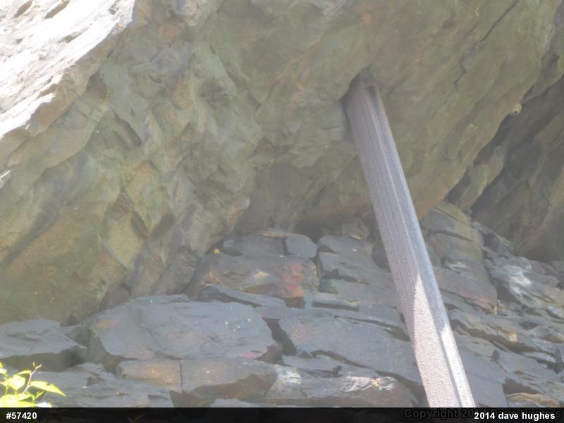Northern Watersnake