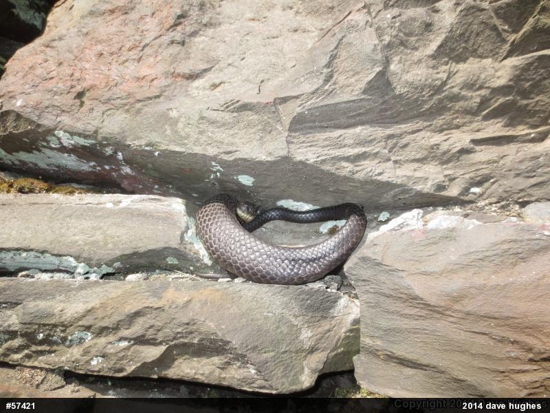 Eastern Ratsnake