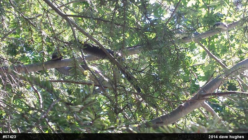 Eastern Ratsnake