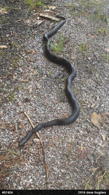 Eastern Ratsnake