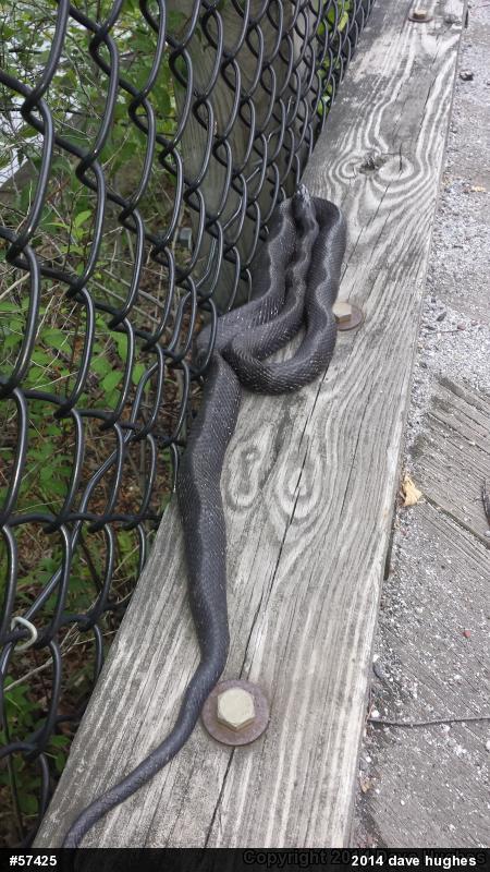Eastern Ratsnake