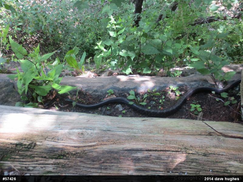 Eastern Ratsnake