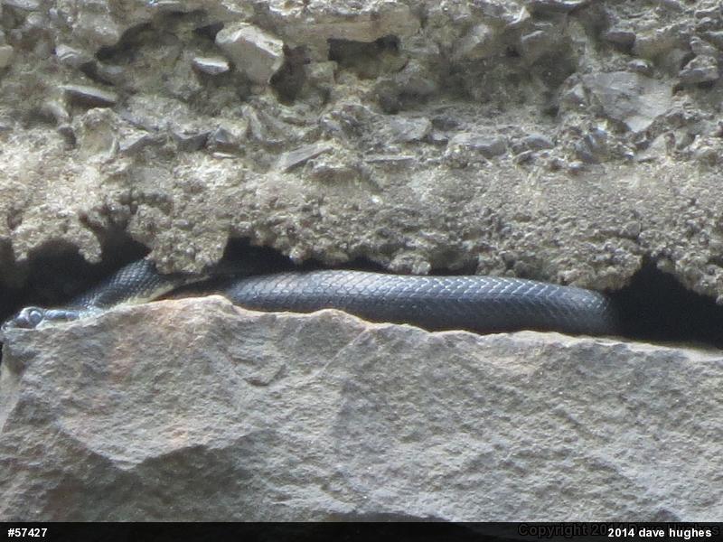 Eastern Ratsnake